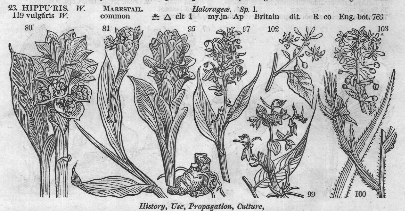 Eng (Bot HIPPU'RIS W vulg ris W) — from Encyclopedia of Plants (1910)
