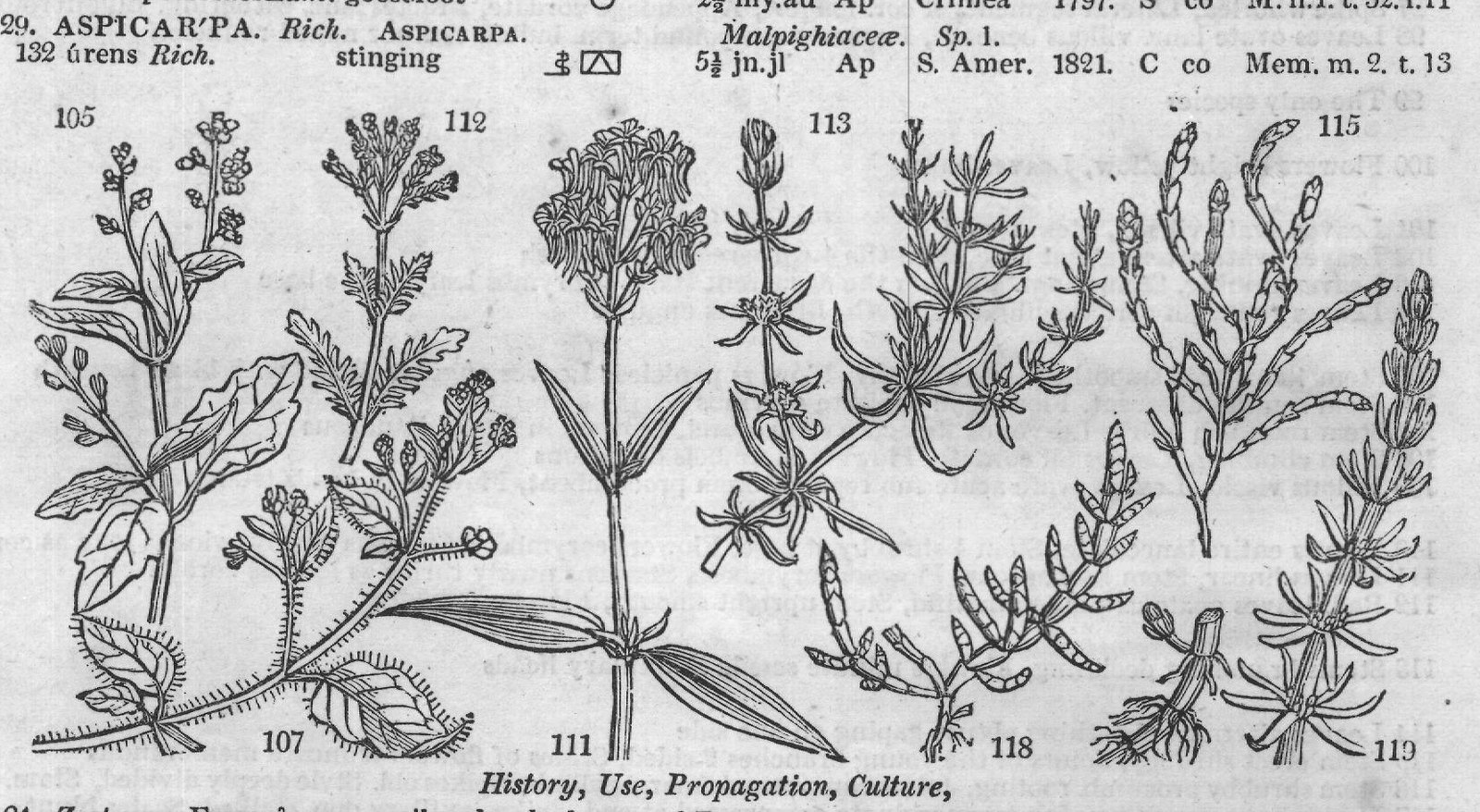 Eng (Bot HIPPU'RIS W vulg ris W) — from Encyclopedia of Plants (1910)