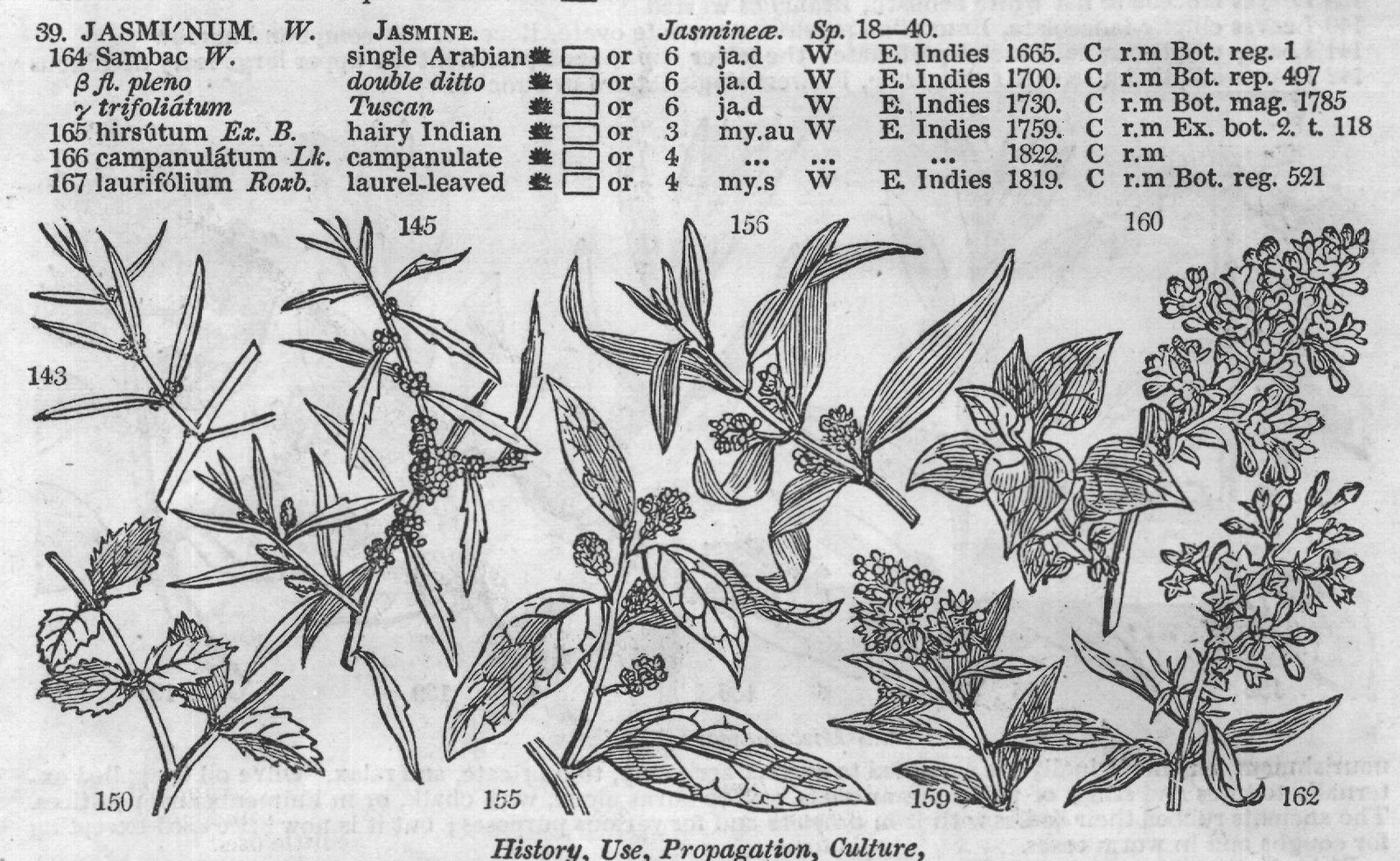 Oleinæ (Sp ole ster Hoffm bastard) — from Encyclopedia of Plants (1910)