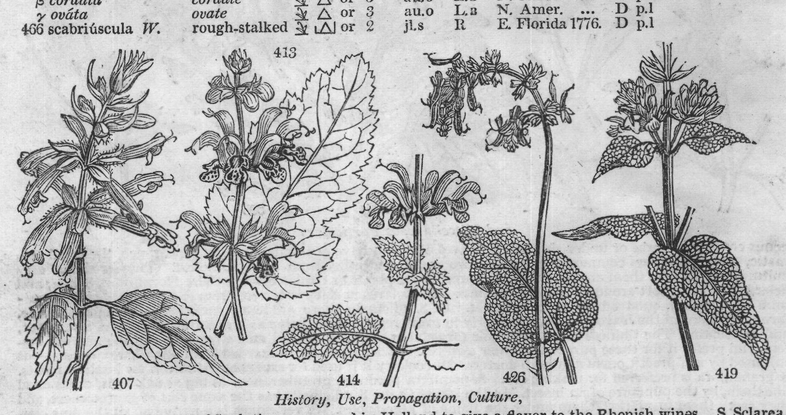 Murray — from Encyclopedia of Plants (1910)