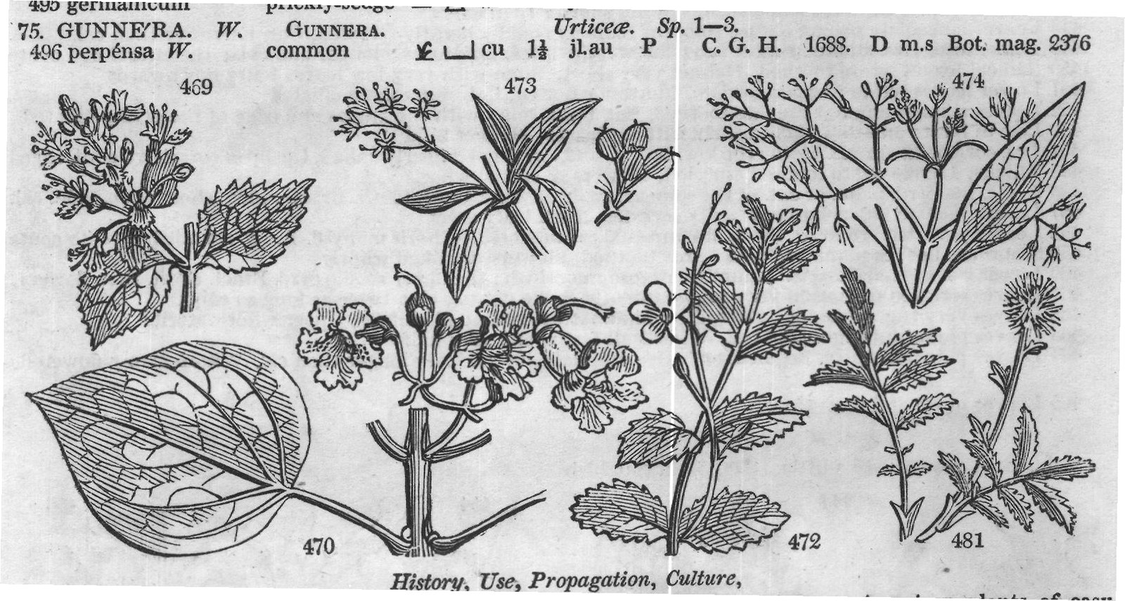 Murray — from Encyclopedia of Plants (1910)