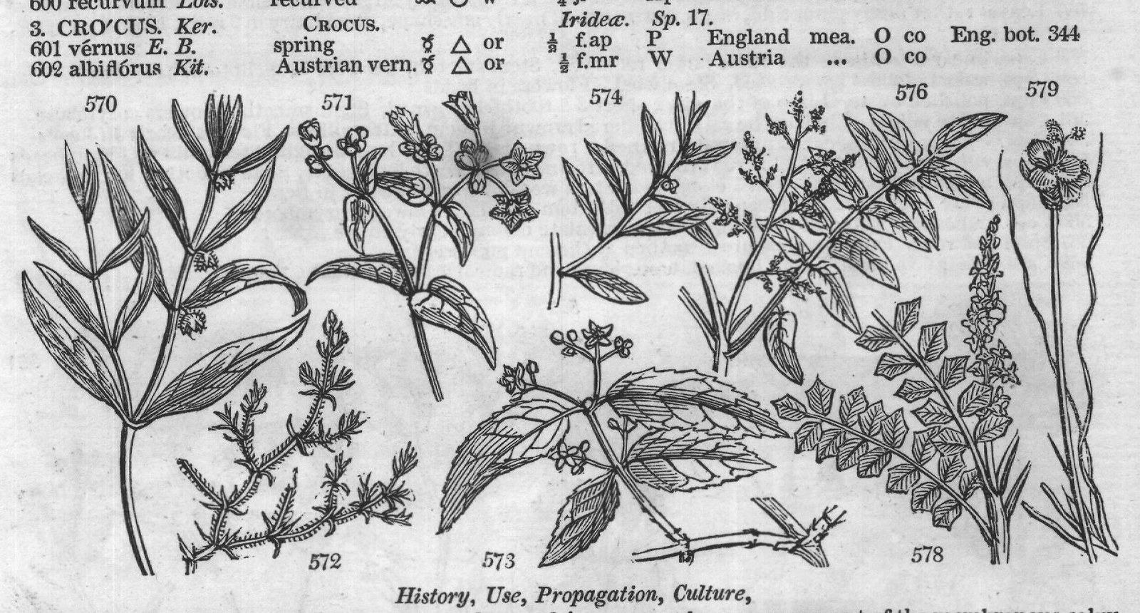 History, Use, Propagation, Culture,