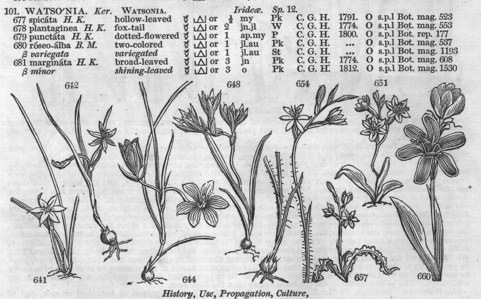 Irideæ (Sp or mr ap R S Europe) — from Encyclopedia of Plants (1910)