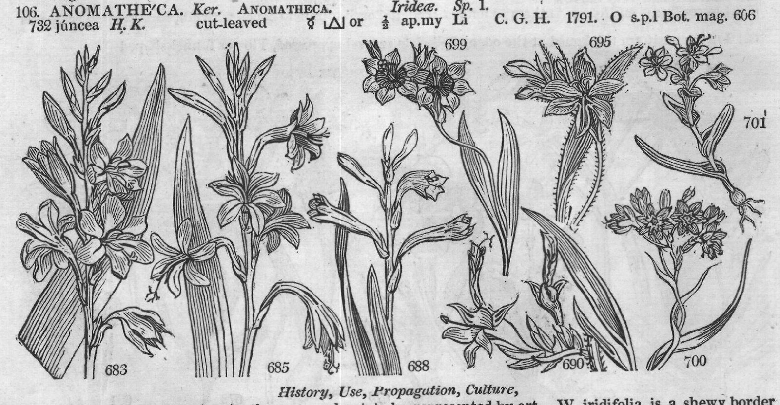 History, Use, Propagation, Culture,