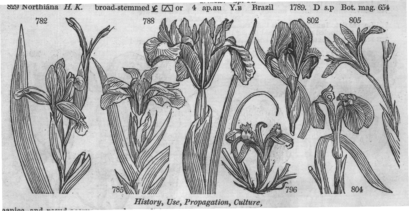 Jac (Ic t p mila H K dichotoma W) — from Encyclopedia of Plants (1910)
