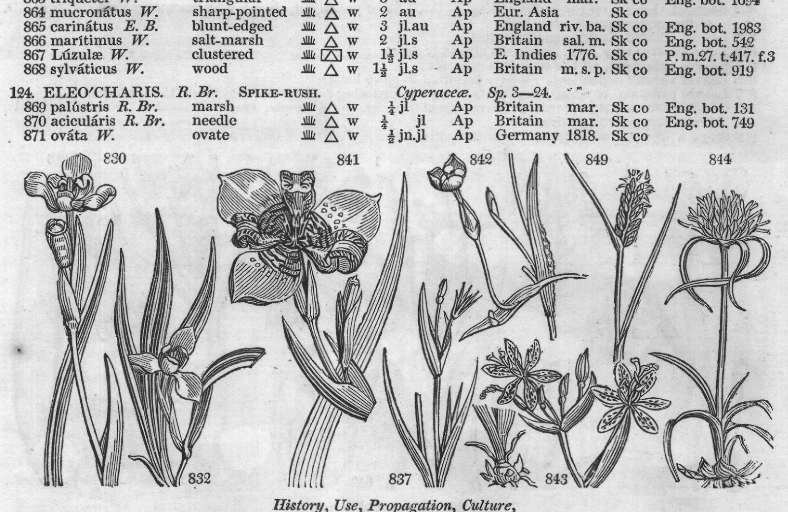Jacq — from Encyclopedia of Plants (1910)