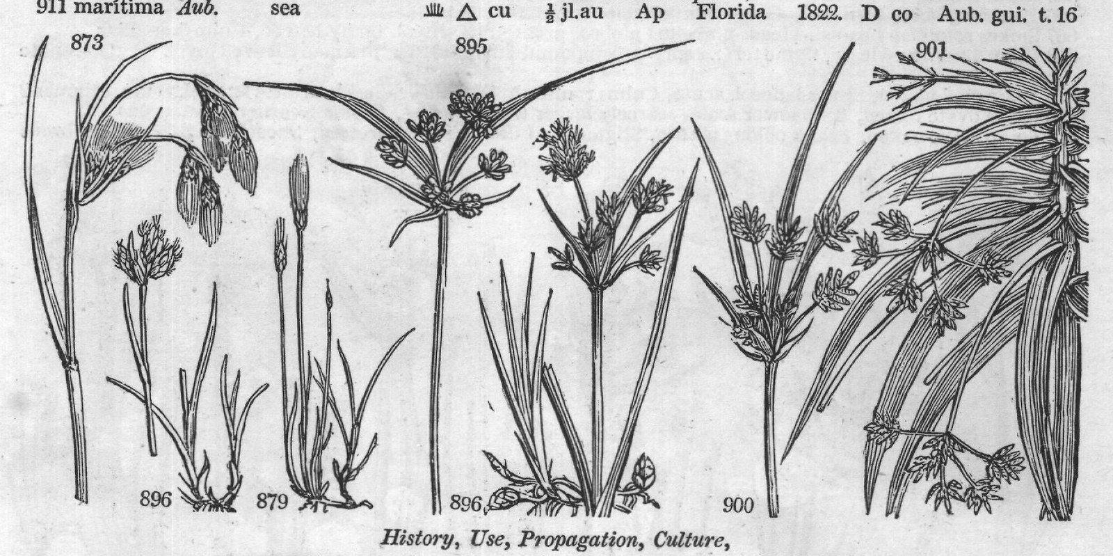 History, Use, Propagation, Culture,