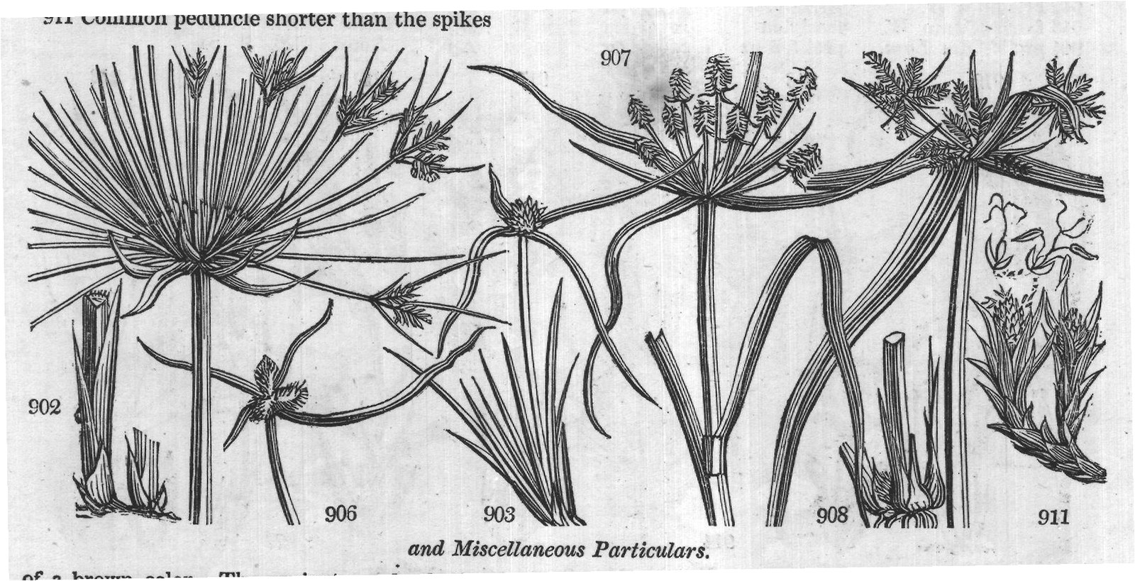 Eur — from Encyclopedia of Plants (1910)