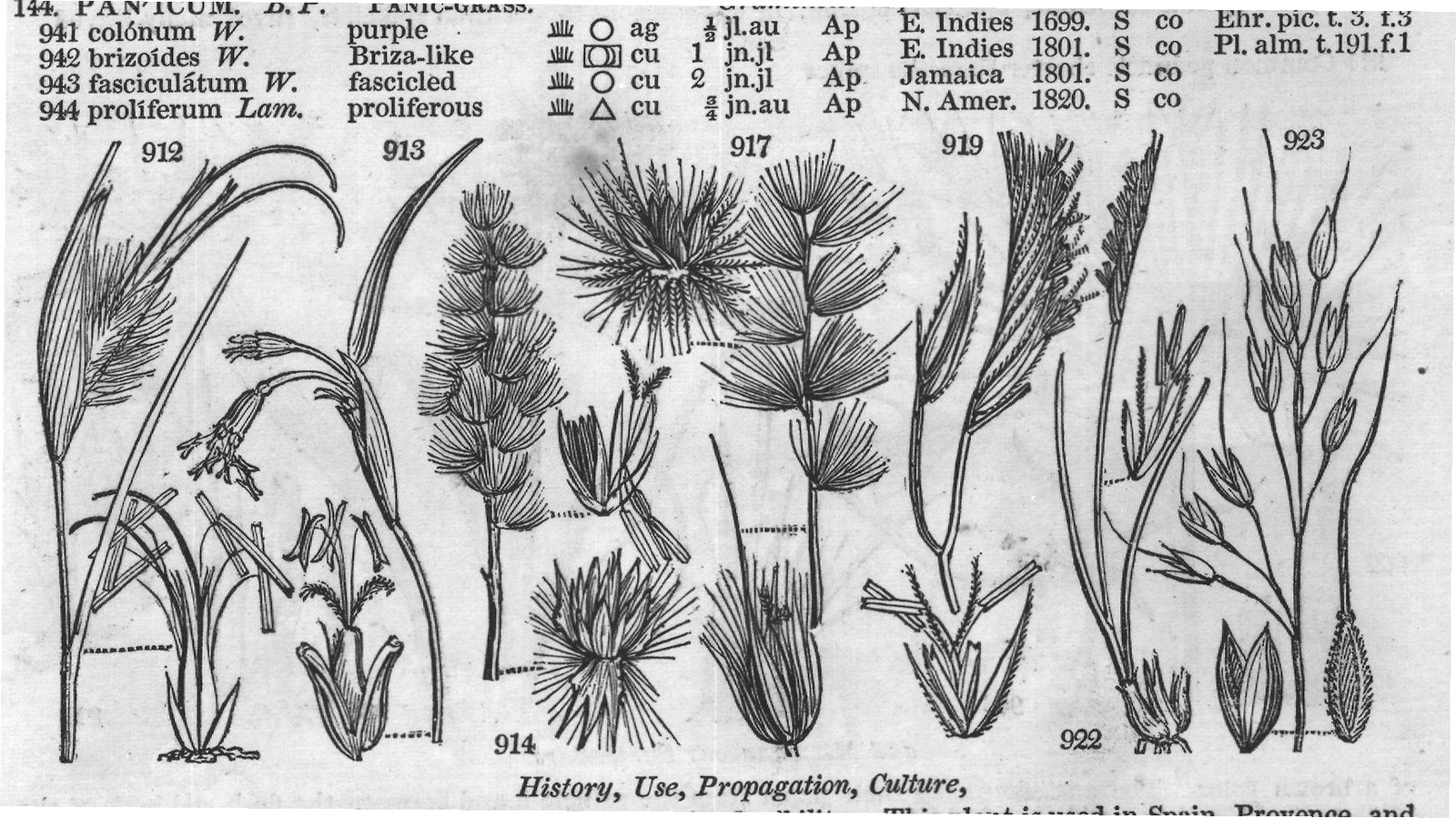 History, Use, Propagation, Culture,