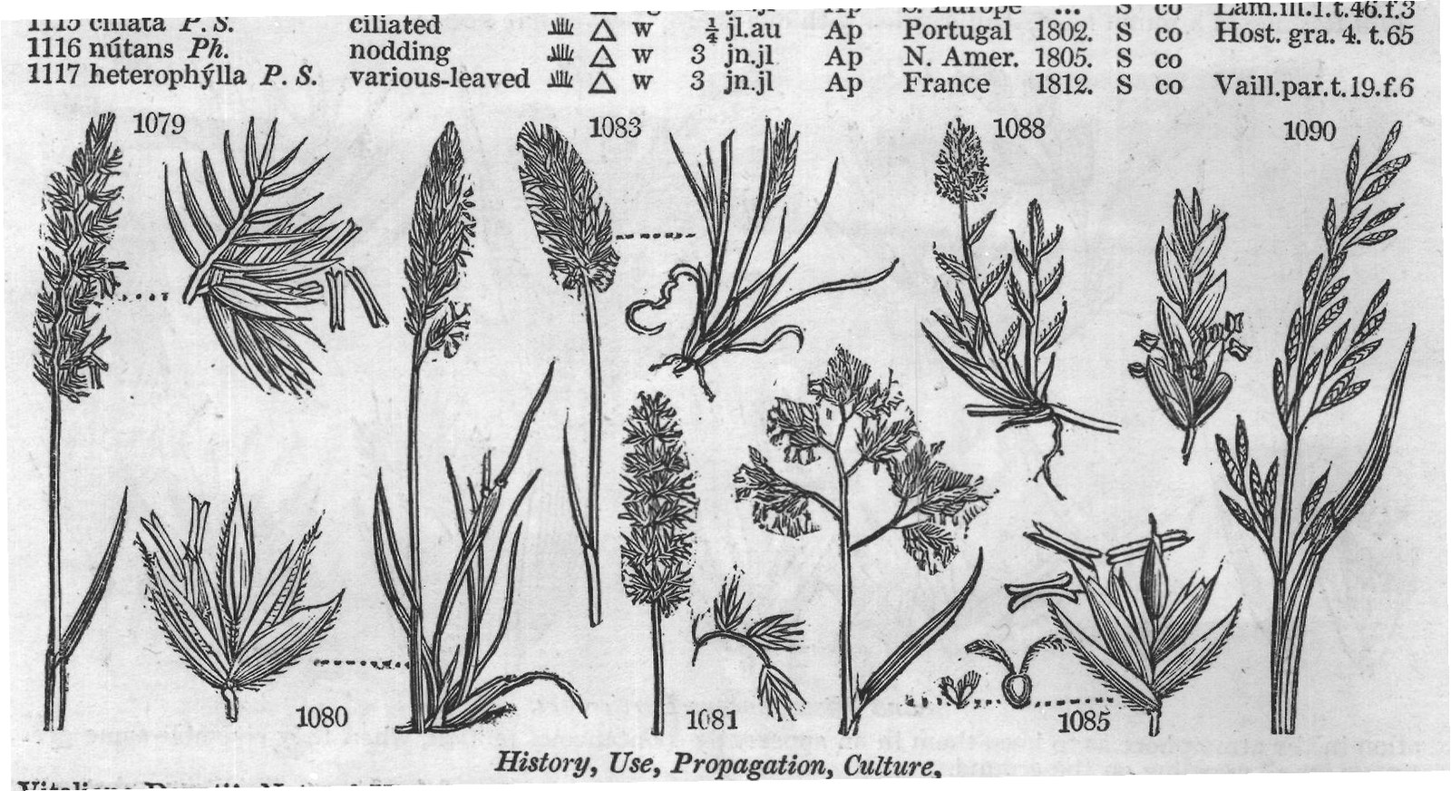 Host (Gra t History Use Propagation) (II) — from Encyclopedia of Plants (1910)