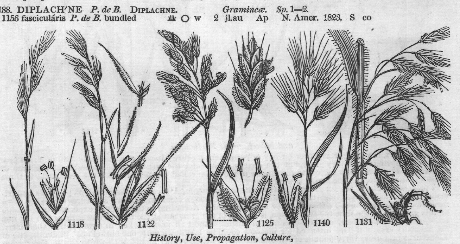 History, Use, Propagation, Culture,
