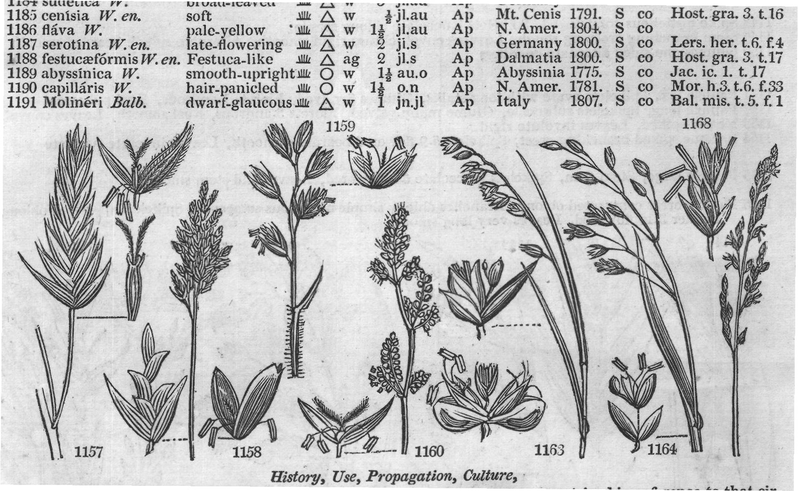 Host (Gra t Eng bot unifl ra W wood) — from Encyclopedia of Plants (1910)