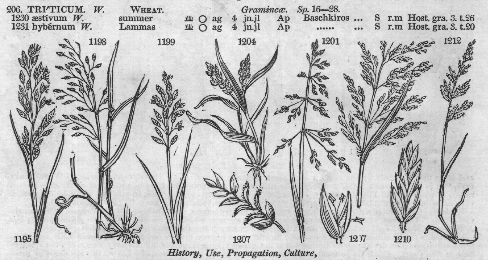 History, Use, Propagation, Culture,