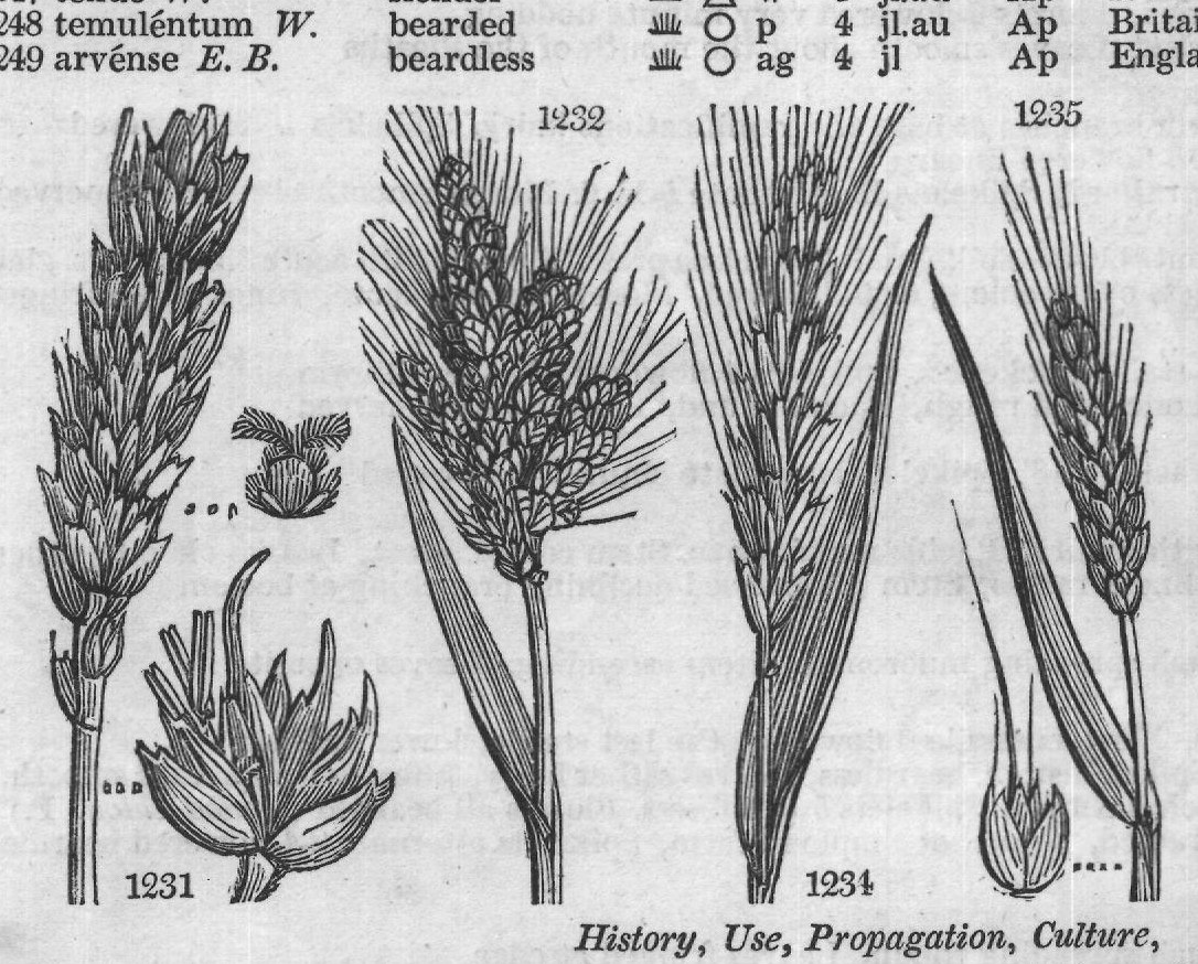 Host – Hesterumpe Dan — from Encyclopedia of Plants (1910)