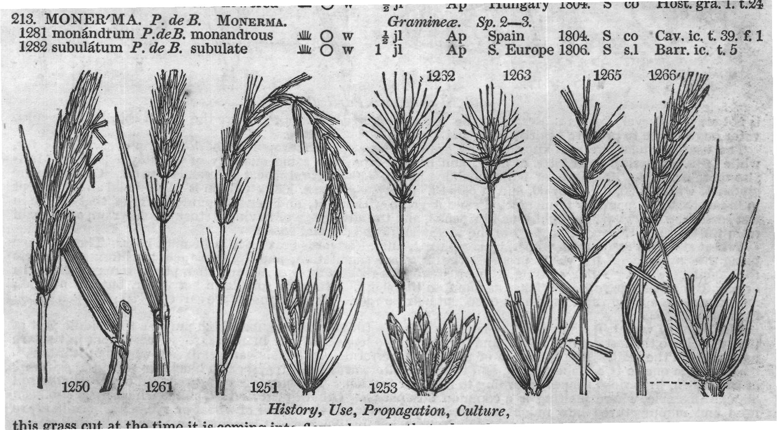 History, Use, Propagation, Culture,