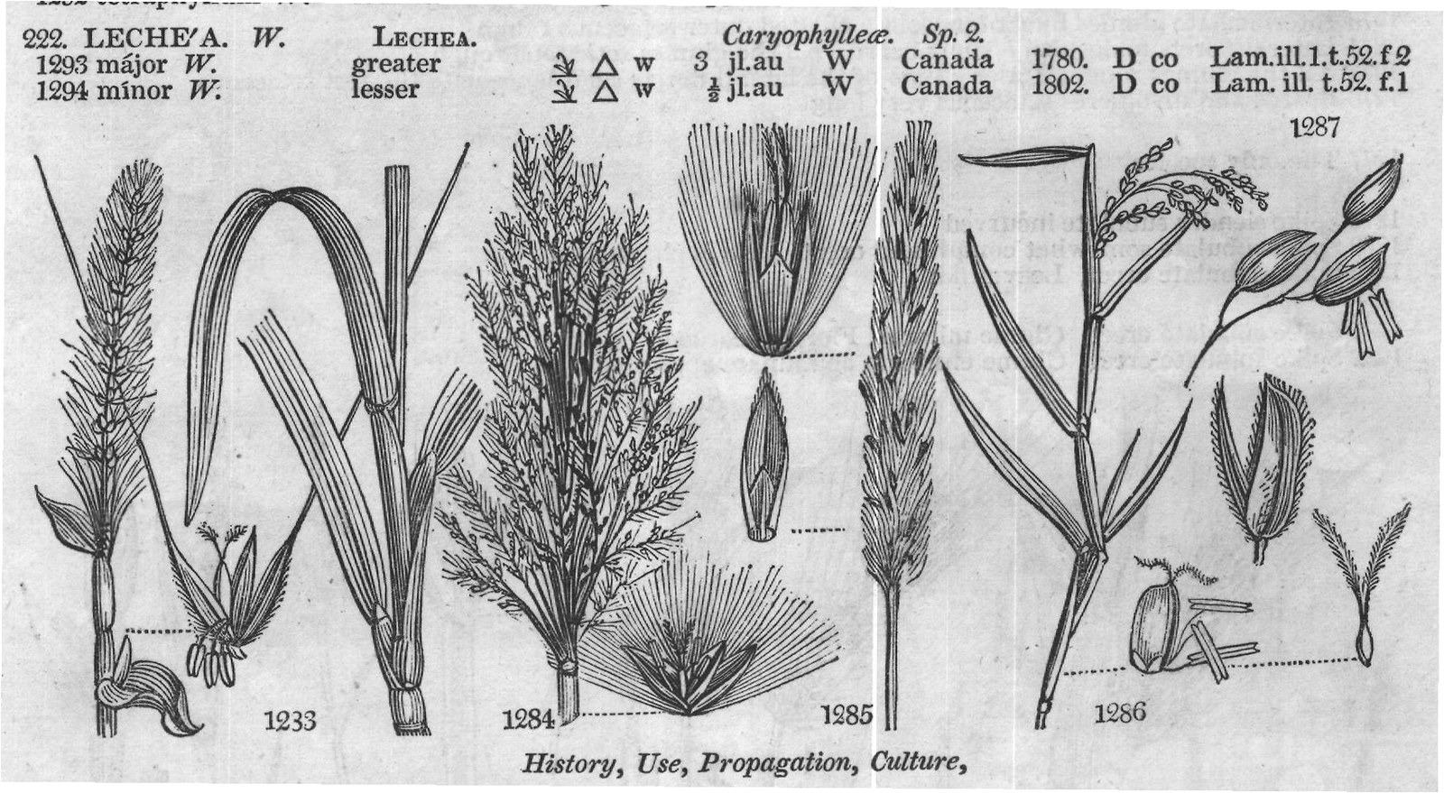 History, Use, Propagation, Culture,