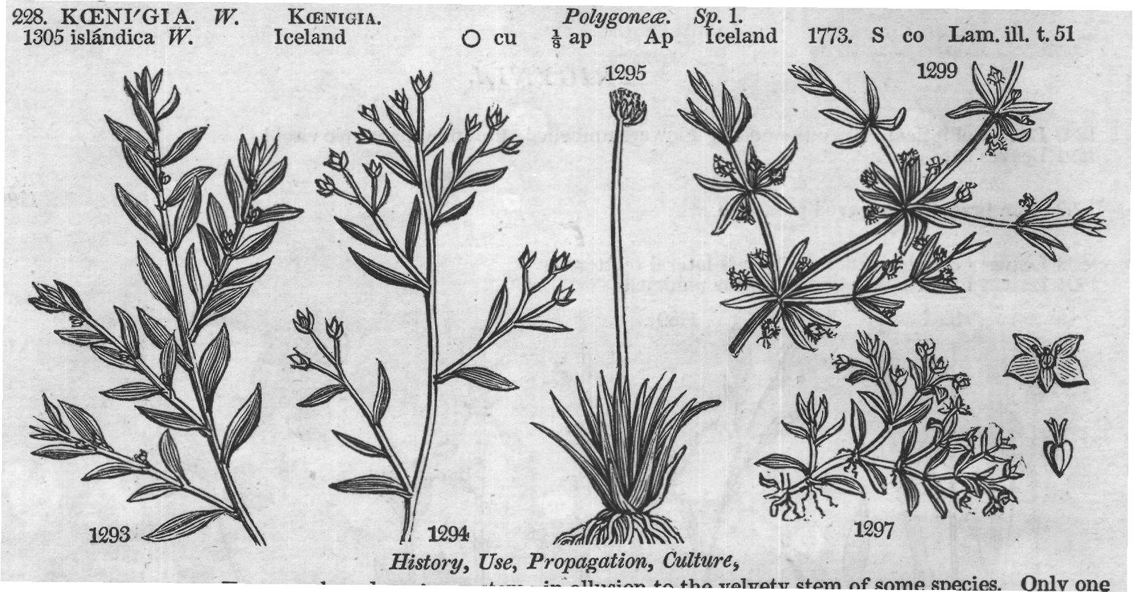 Class IV — from Encyclopedia of Plants (1910)