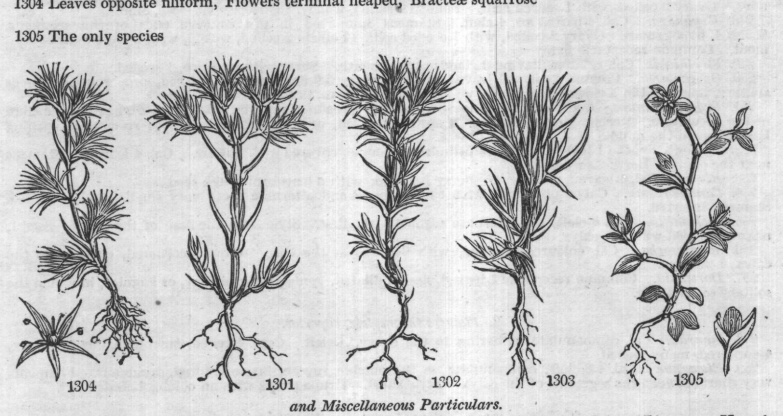 Class IV — from Encyclopedia of Plants (1910)