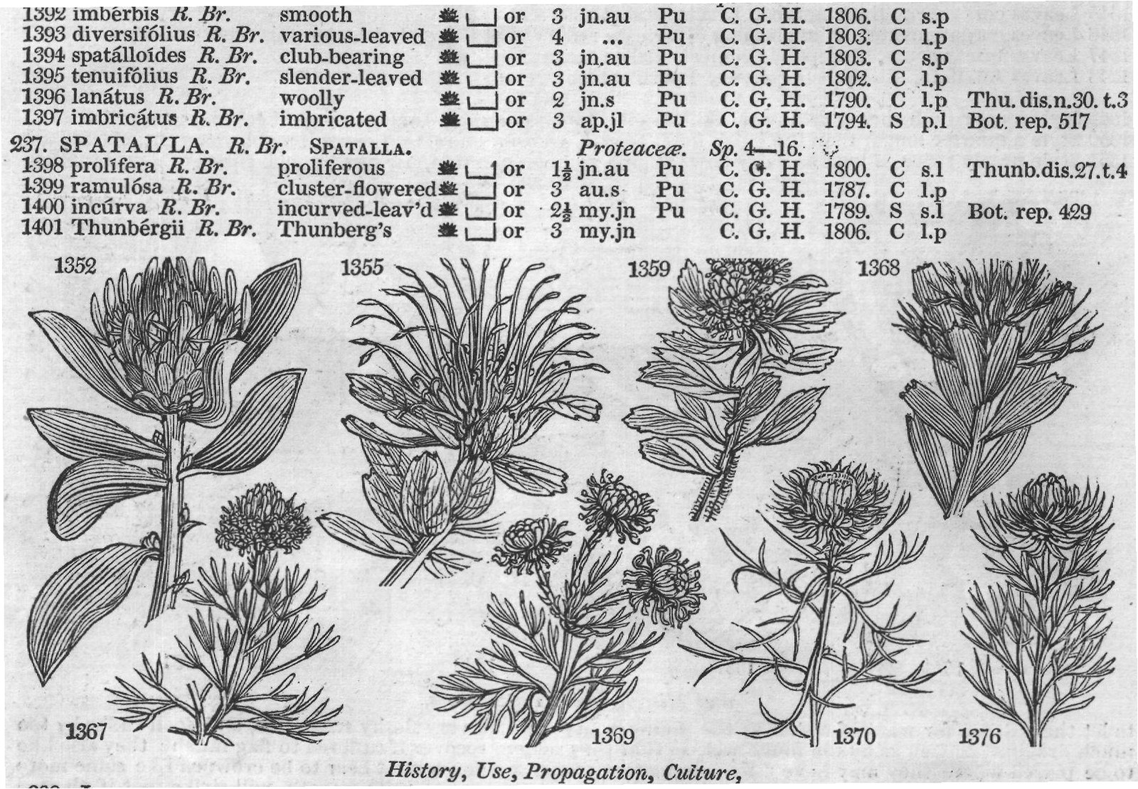 Class IV — from Encyclopedia of Plants (1910)