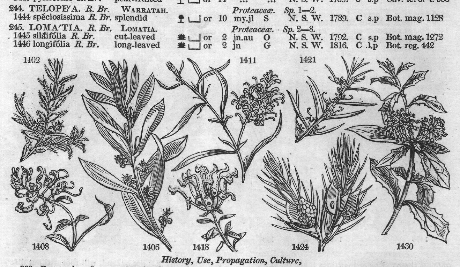 Class IV — from Encyclopedia of Plants (1910)
