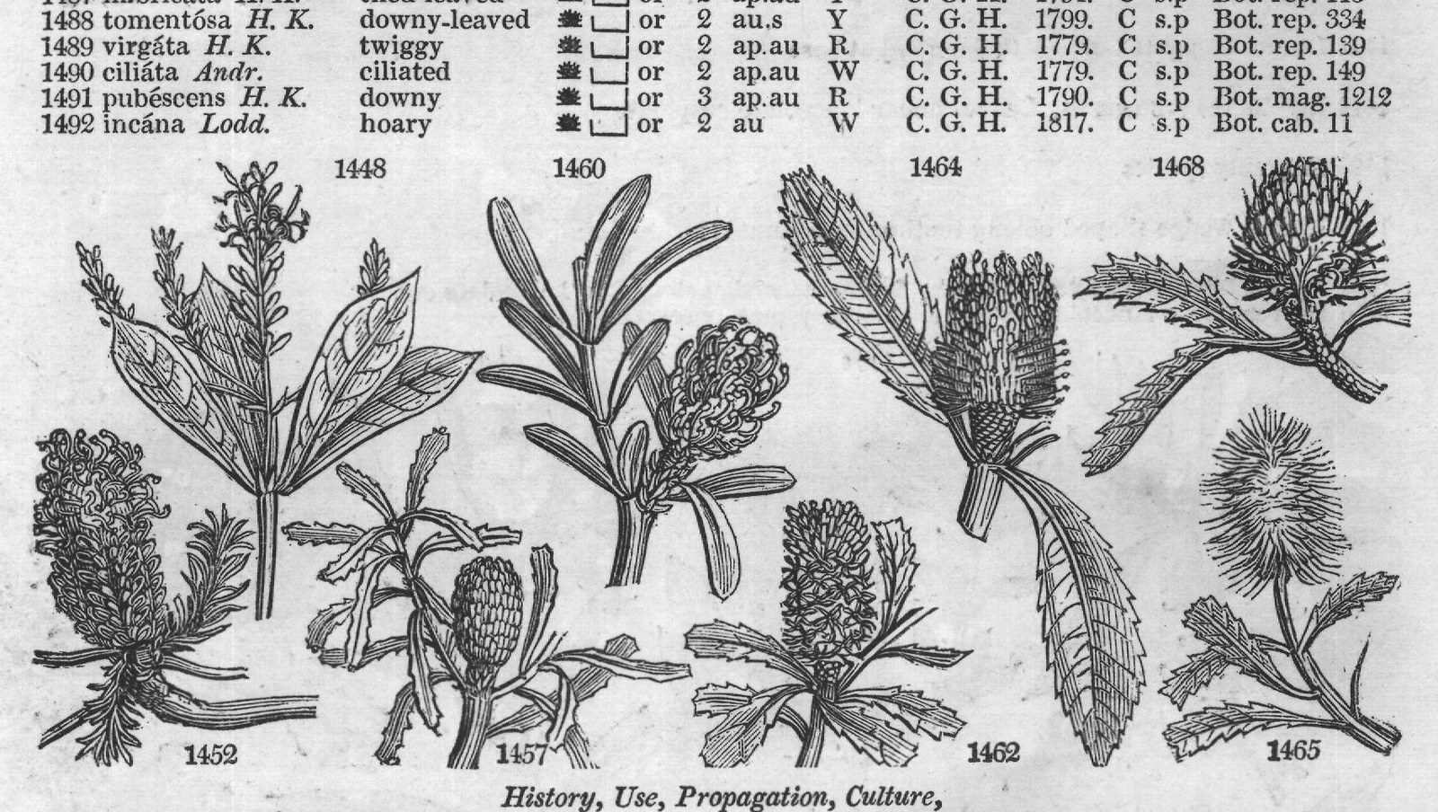 Class IV — from Encyclopedia of Plants (1910)