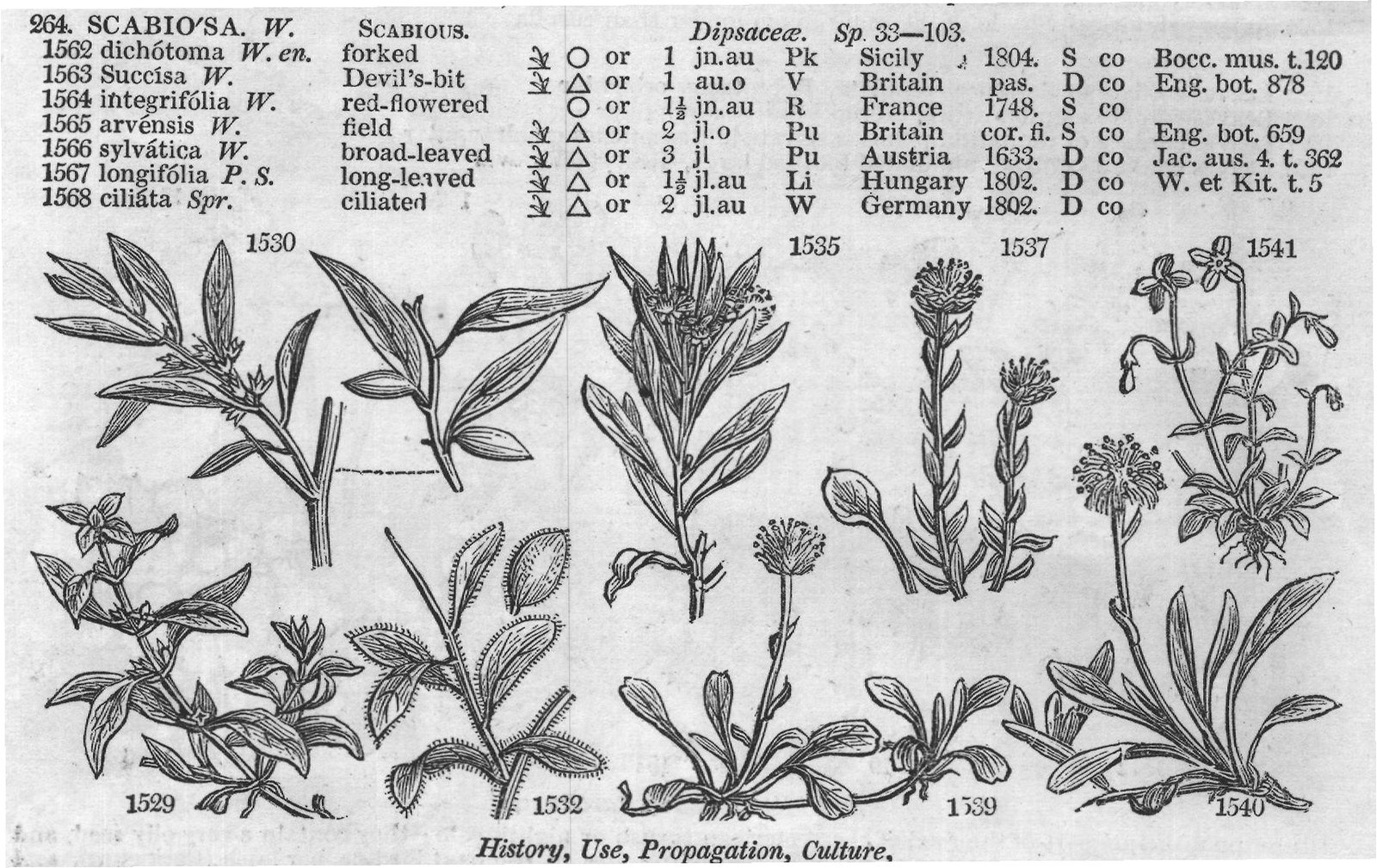 Dipsaceæ — from Encyclopedia of Plants (1910)