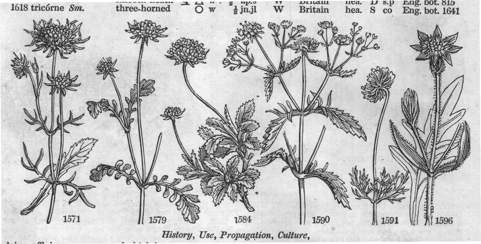 History, Use, Propagation, Culture,