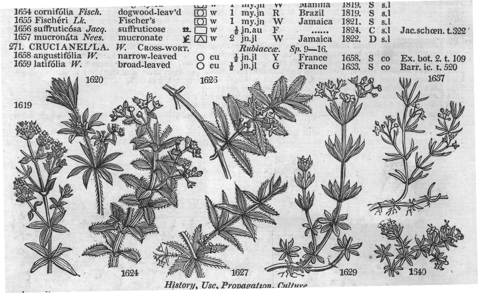 England Wales — from Encyclopedia of Plants (1910)