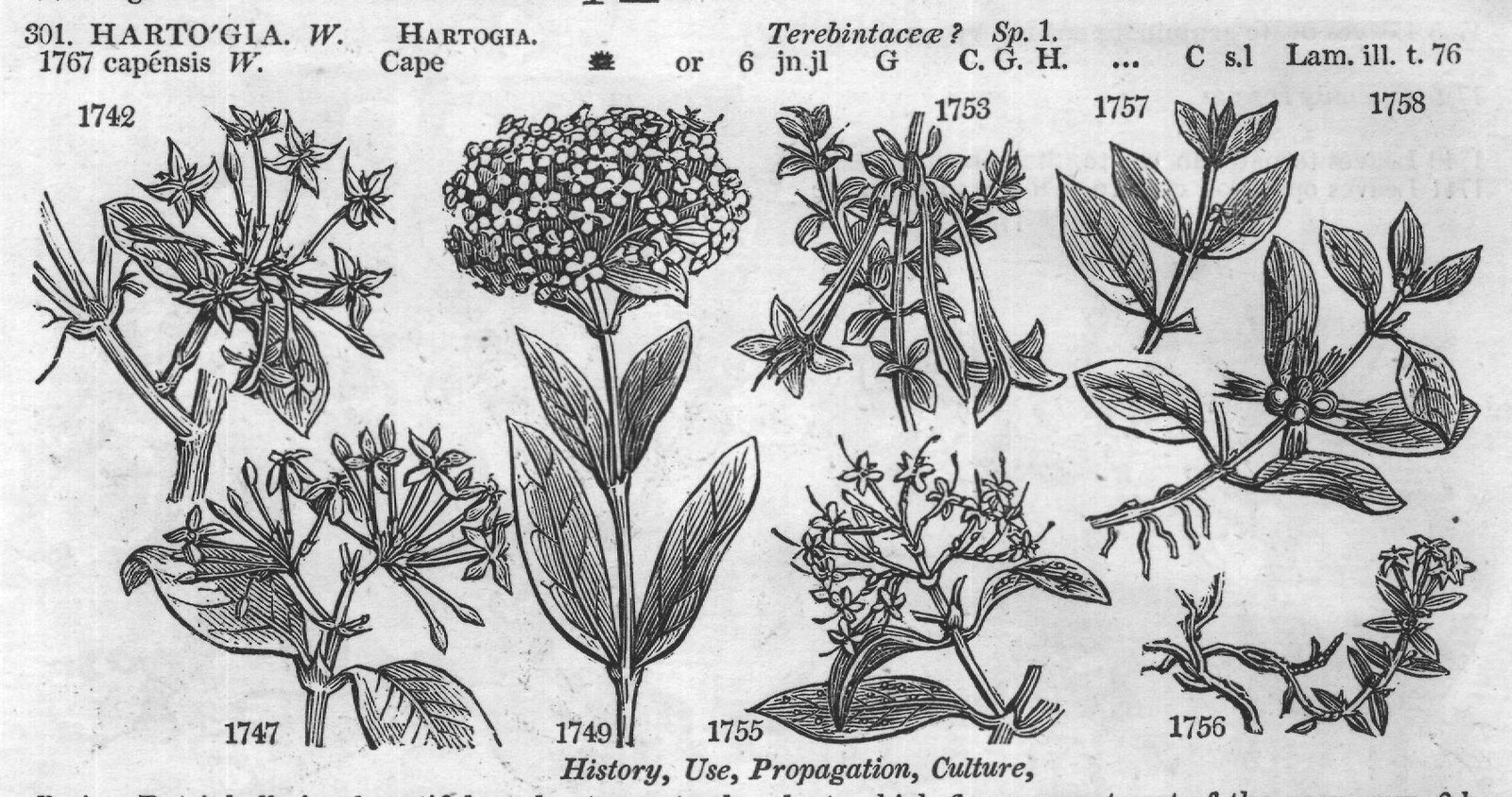 Ericea — from Encyclopedia of Plants (1910)