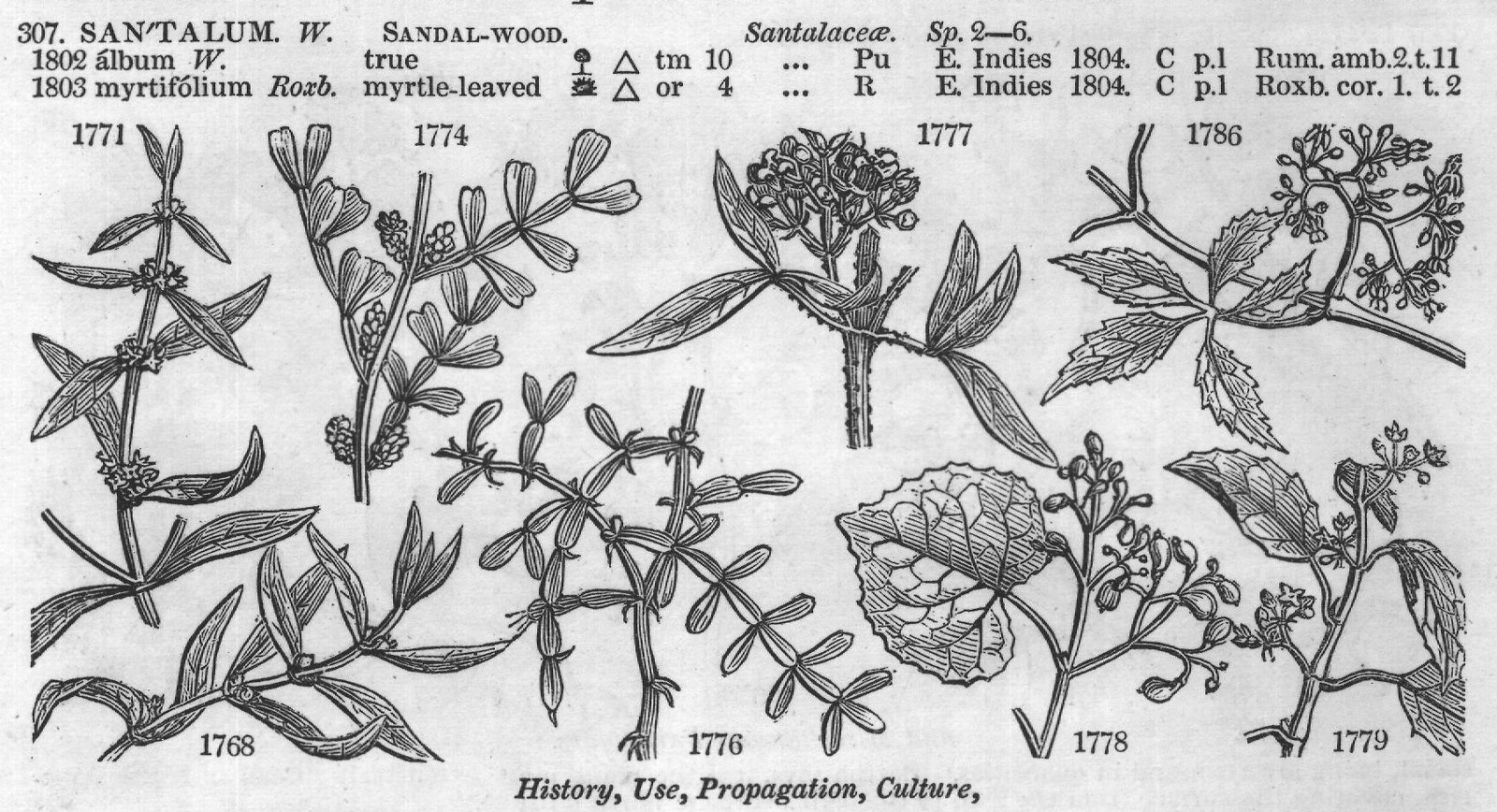 History, Use, Propagation, Culture,