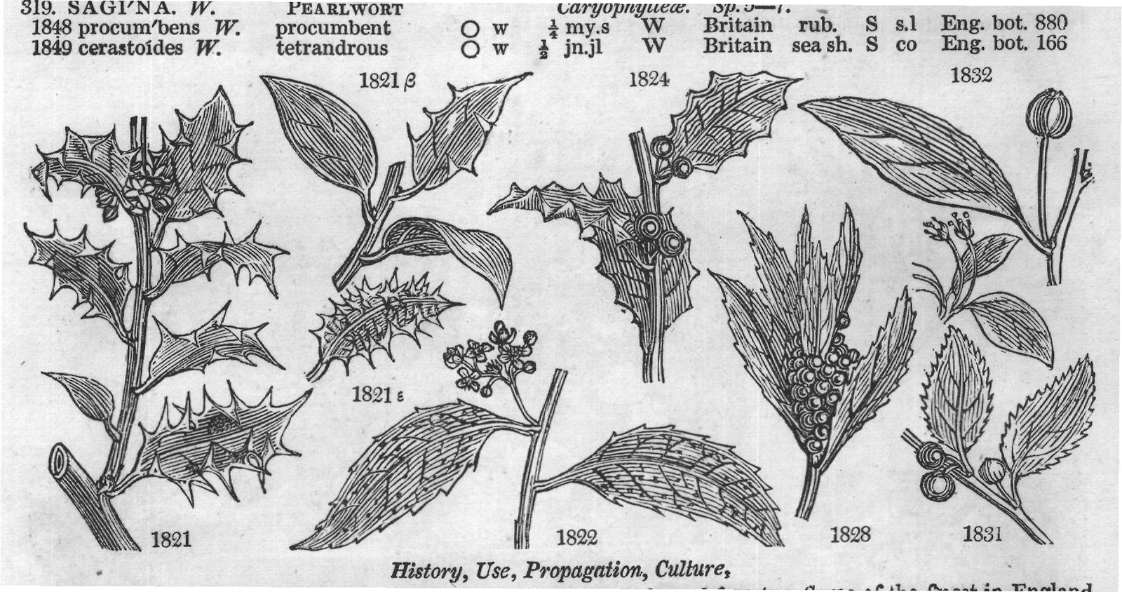 History, Use, Propagation, Culture,