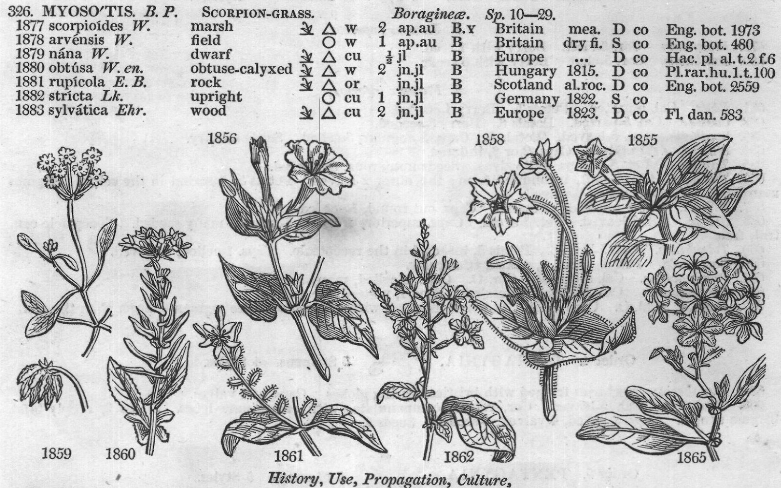 Cor (Superior petals the larger) — from Encyclopedia of Plants (1910)