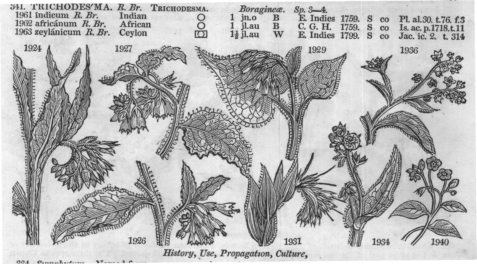 Cor (Superior petals the larger) — from Encyclopedia of Plants (1910)