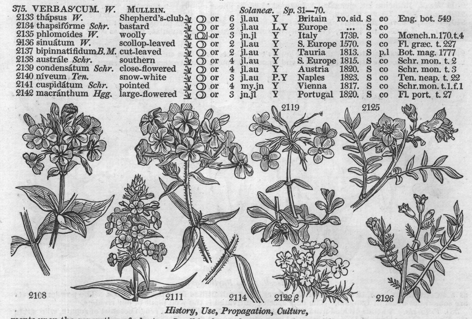 History, Use, Propagation, Culture,