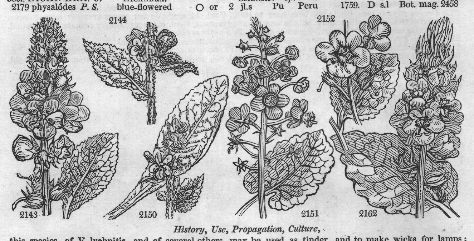 History, Use, Propagation, Culture,