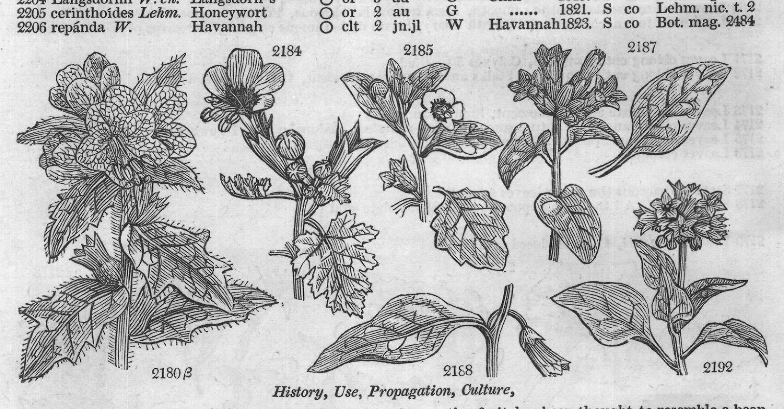 History, Use, Propagation, Culture,