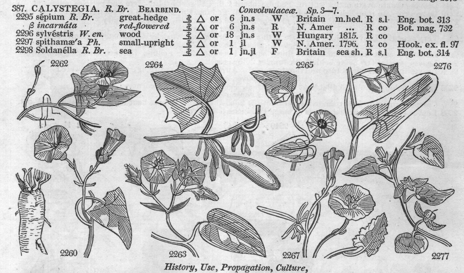 Bux (Cent t Boragine) — from Encyclopedia of Plants (1910)