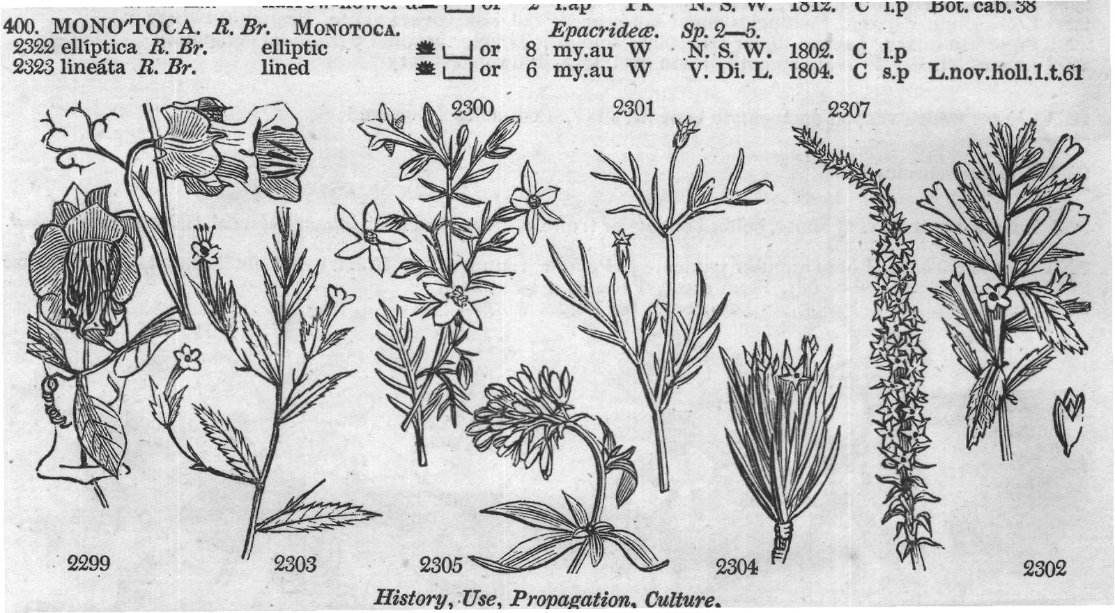 Bux (Cent t Boragine) — from Encyclopedia of Plants (1910)
