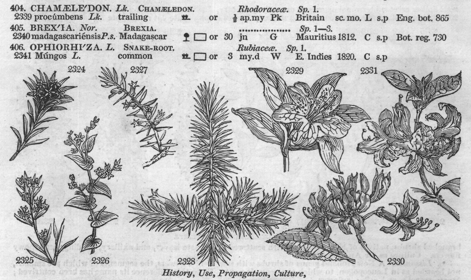 Bux (Cent t Boragine) — from Encyclopedia of Plants (1910)
