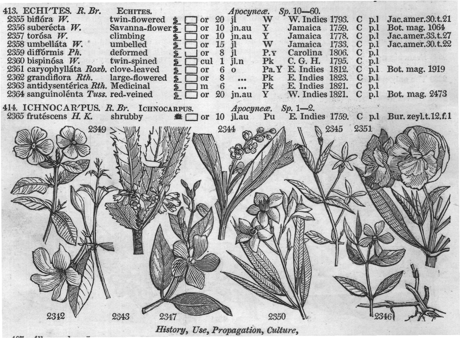 Bux (Cent t Boragine) — from Encyclopedia of Plants (1910)