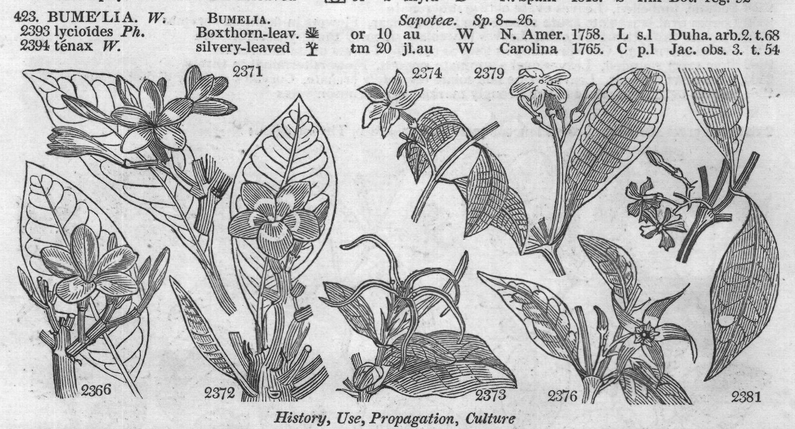 Bux (Cent t Boragine) — from Encyclopedia of Plants (1910)