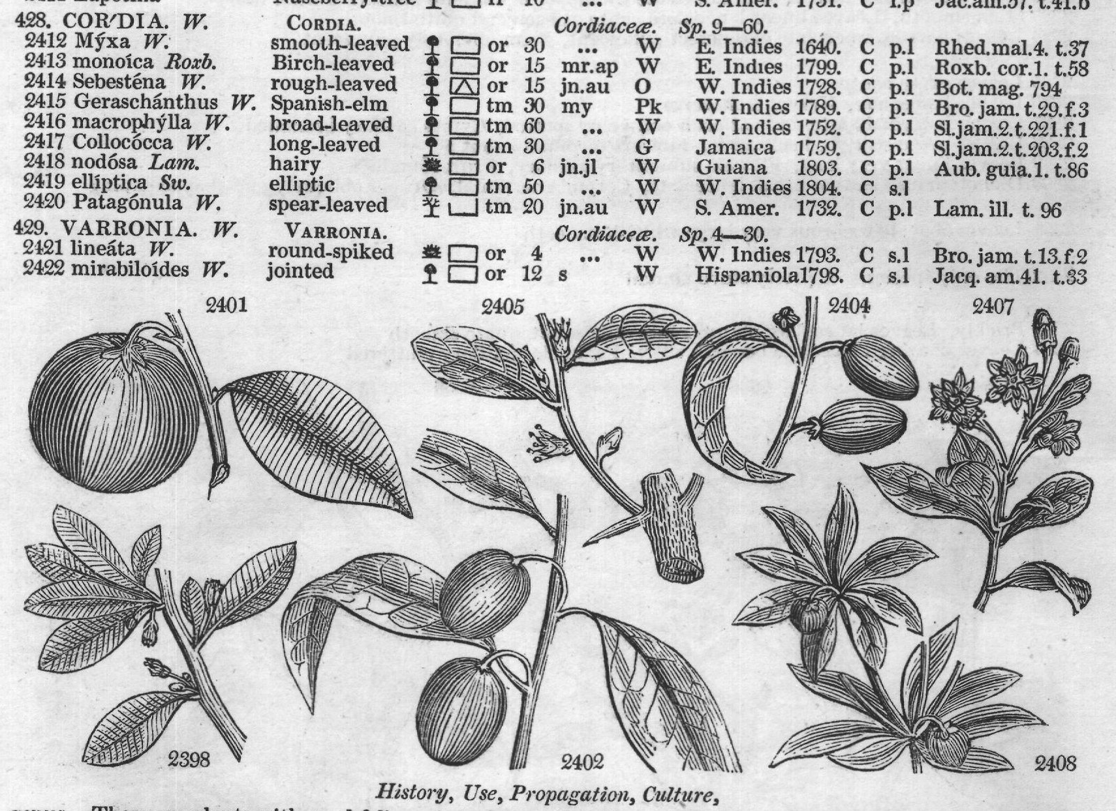Bux (Cent t Boragine) — from Encyclopedia of Plants (1910)