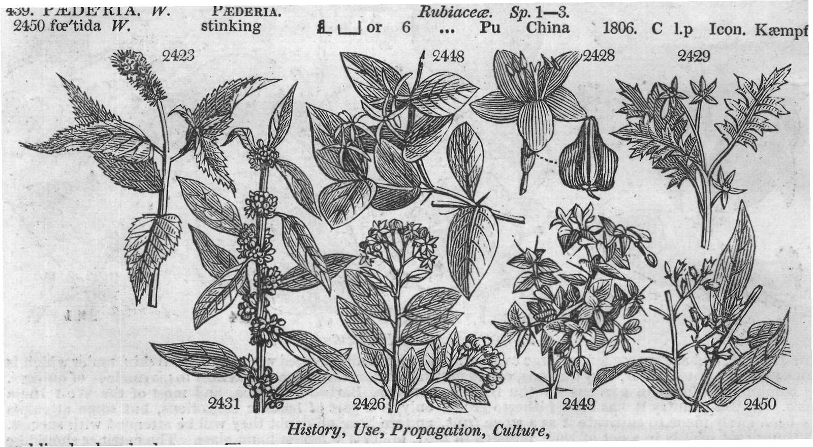 Cordiaceæ — from Encyclopedia of Plants (1910)