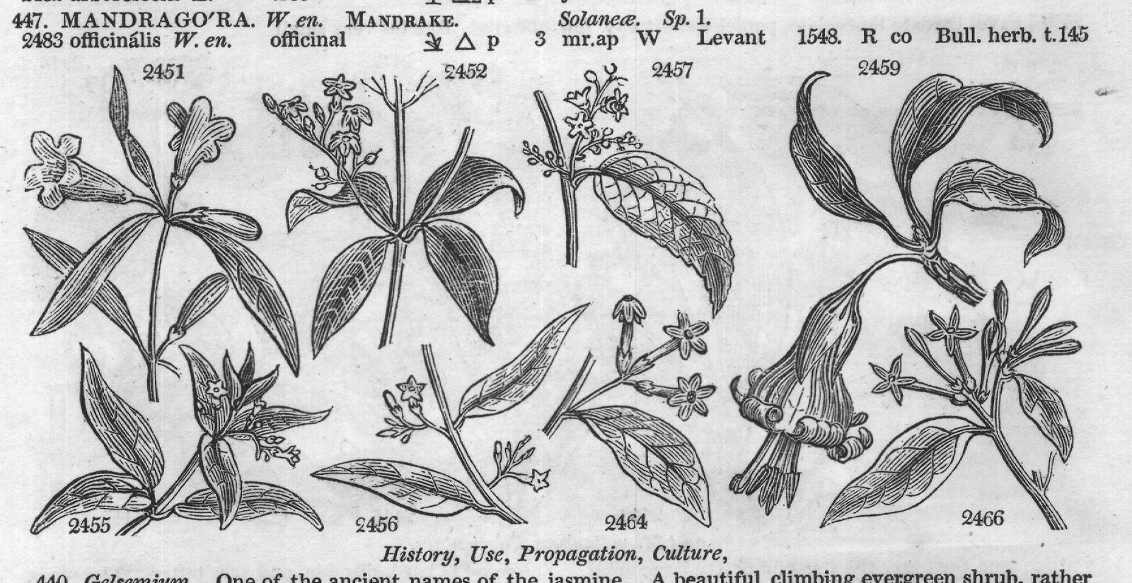 History, Use, Propagation, Culture,