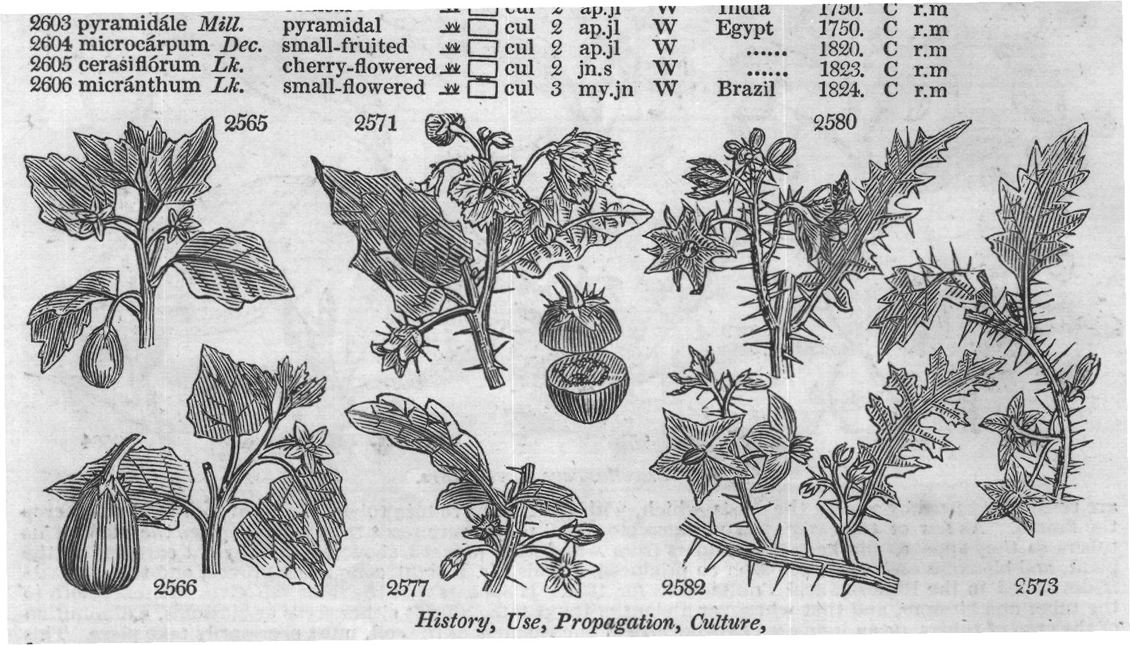 Eng (Bot Mill ic t Jac vind t Dun) — from Encyclopedia of Plants (1910)