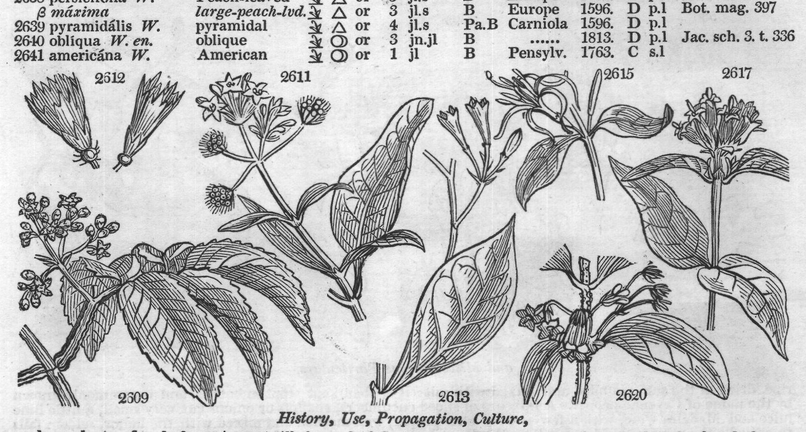 Eng (Bot Mill ic t Jac vind t Dun) — from Encyclopedia of Plants (1910)