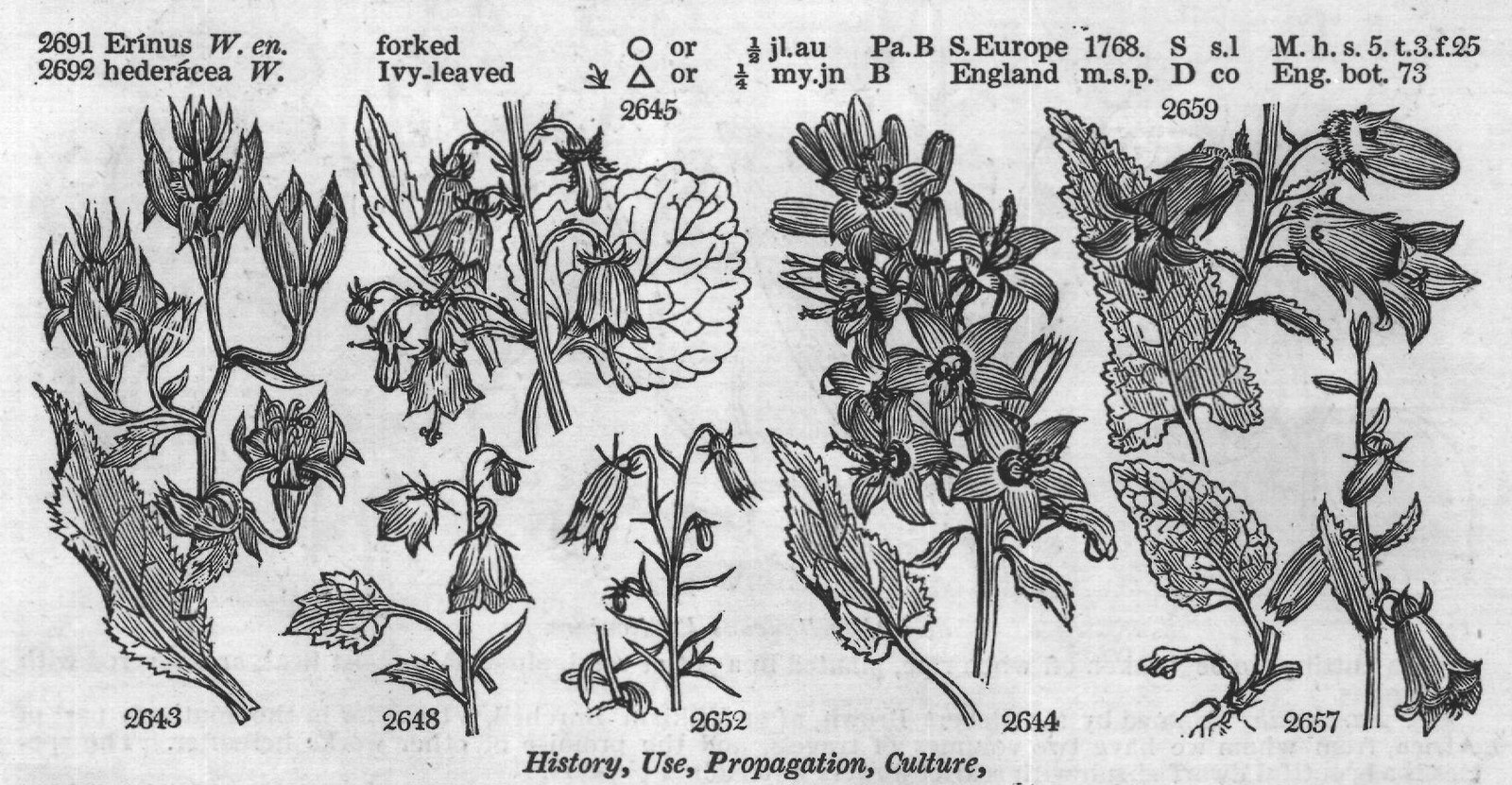 Buxb — from Encyclopedia of Plants (1910)