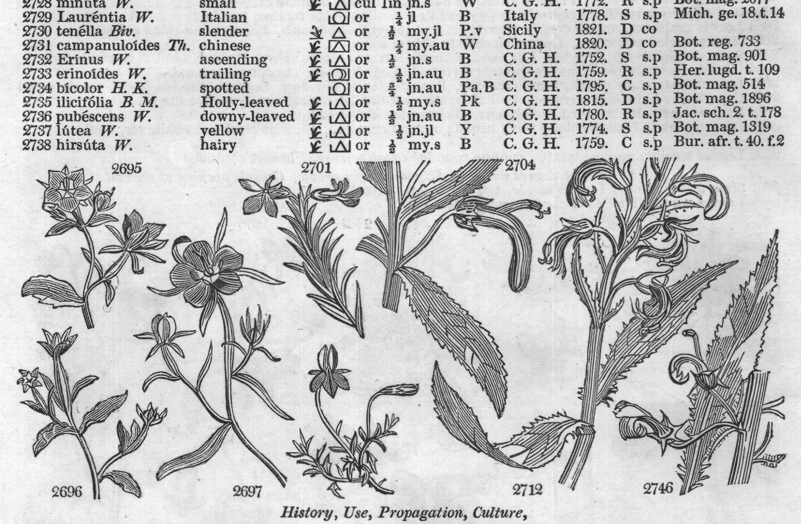 Buxb — from Encyclopedia of Plants (1910)
