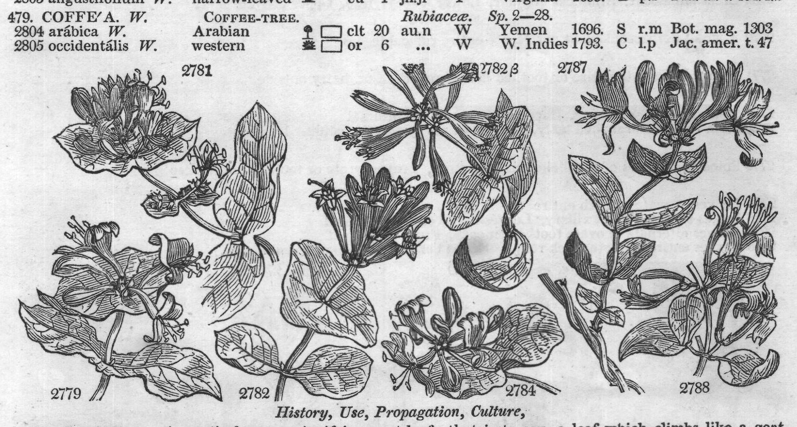 Cliffort — from Encyclopedia of Plants (1910)