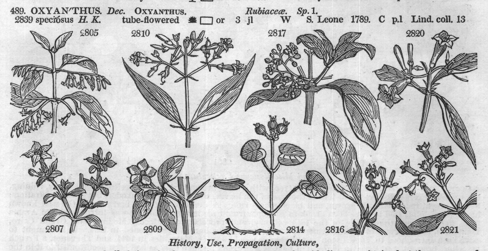 History, Use, Propagation, Culture,